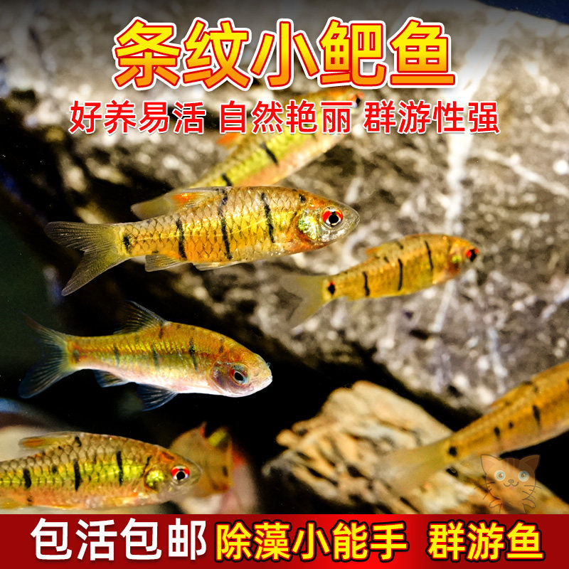 小鲃鱼中国斗鱼伴侣条纹小鲃冷水原生鱼耐寒淡水小鱼苗群游观赏鱼