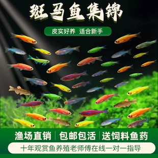 热带鱼苗观赏鱼斑马鱼小型淡水好养耐活红绿灯天使孔雀灯科小鱼