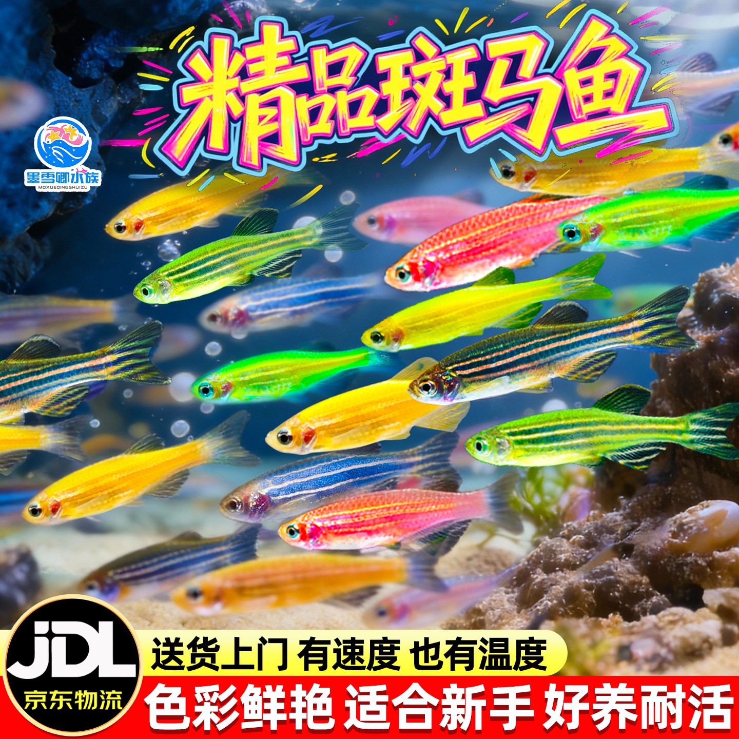 斑马鱼热带观赏鱼七彩荧光斑马小型淡水宠物鱼新手好养灯科鱼活体