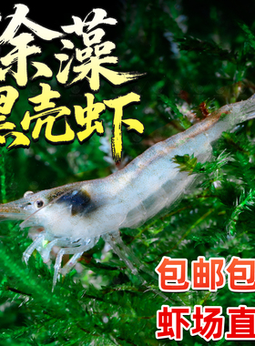 黑壳虾除藻清洁工具虾易存活鱼缸黑藻去苔宠物虾鱼活体饲料观赏虾