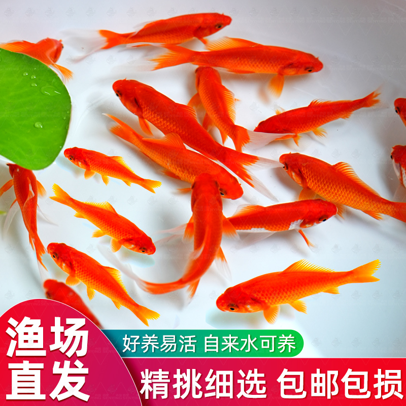草金鱼活锦鲤苗观赏淡水红冷小型