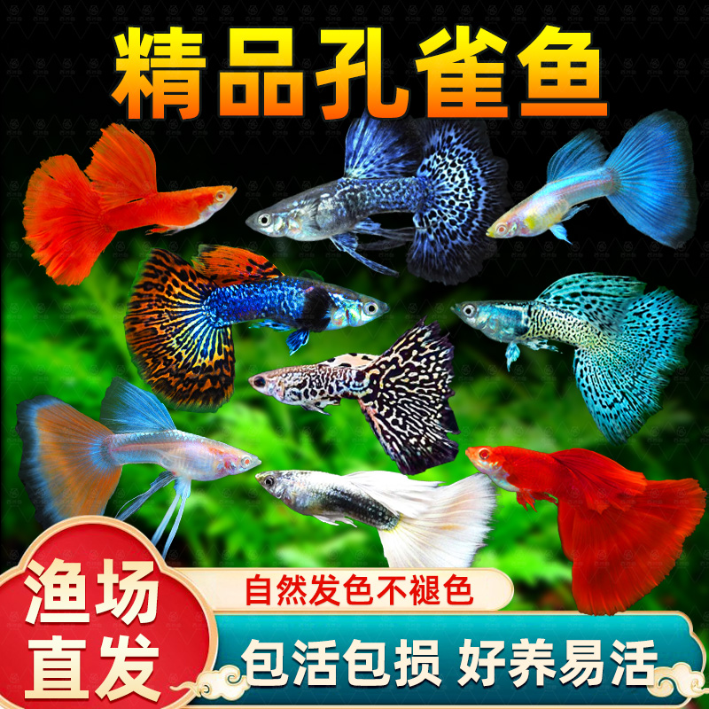 孔雀鱼观赏鱼精品纯种小型活体热带凤尾鱼天空蓝淡水好养耐活小鱼