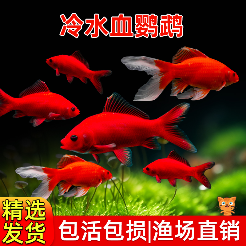 冷水鹦鹉鱼招财红淡好养易活苗观