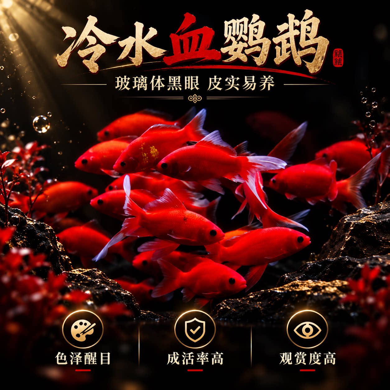 冷水鹦鹉鱼耐活红鱼淡水好养易活冷水鱼苗观赏鱼活鱼金鱼耐活锦鲤