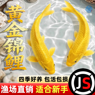 黄金锦鲤活鱼观赏鱼小金鱼好养耐活自来水冷水淡水耐寒草金鱼