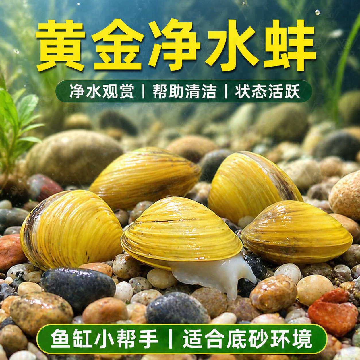 黄金小河蚌净水河蚬清理鱼缸观赏螺黄金贝专吃鱼屎粪便净化水质
