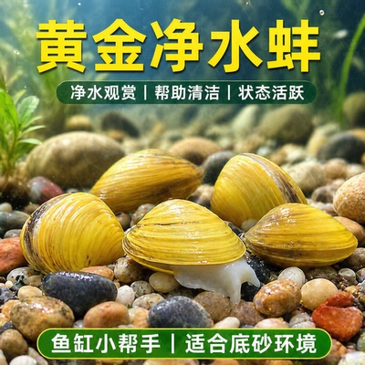 黄金小河蚌净水河蚬清理鱼缸观赏螺黄金贝专吃鱼屎粪便净化水质