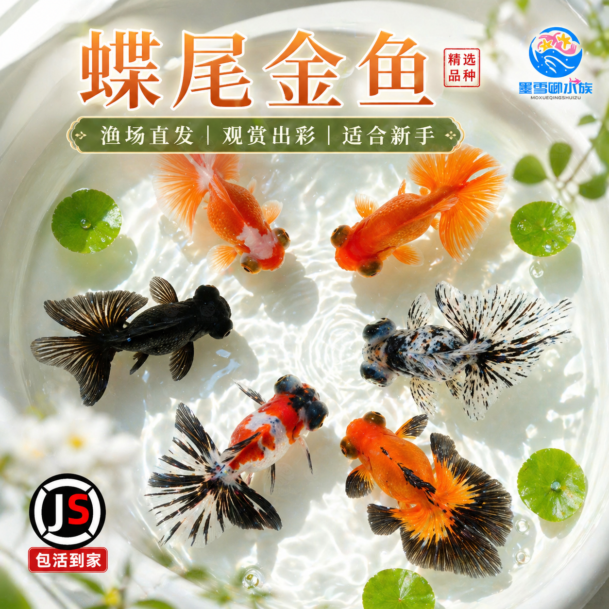 蝶尾金鱼活鱼包金龙睛兰寿泰狮冷水淡水观赏鱼金鱼新手好养耐活鱼