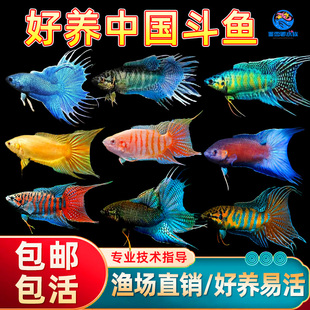 中国斗鱼中华黄金斗鱼国斗白兔活鱼免打氧可混养黄金色观赏鱼