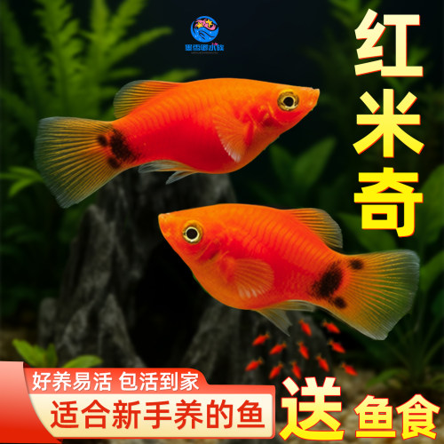 胎生鱼米奇鱼小型鱼活观赏鱼热带鱼小型淡水好养孔雀鱼玛丽鱼