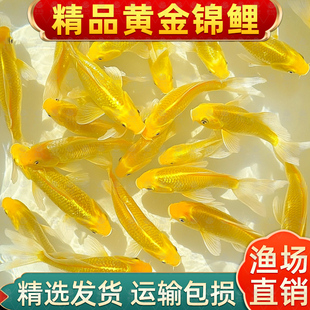 黄金锦鲤淡水金鱼活鱼好养耐活冷水鱼鱼苗新手练手金鱼冷水观赏鱼