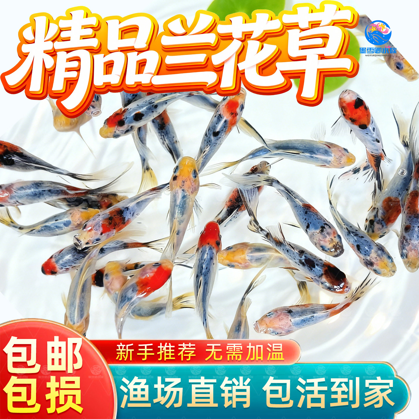 兰花草金鱼鹦鹉鱼冷水好养耐活自来水淡水长尾巴活鱼观赏性鱼鱼苗