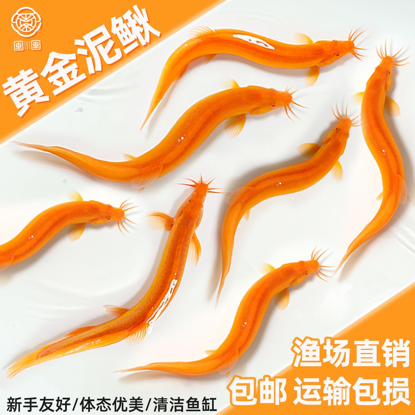 黄金泥鳅冷水观赏鱼淡水黄金泥鳅鱼缸清道夫清洁工具鱼好养耐活鱼