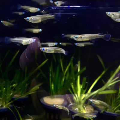 观背原生小型上层鱼蓝眼幽灵灯鱼青鱂除油膜冷水淡水溪流观赏鱼