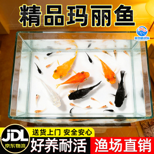胎生鱼活体玛丽球淡水广温小鱼易繁殖鱼好养热带观赏鱼新手闯缸鱼