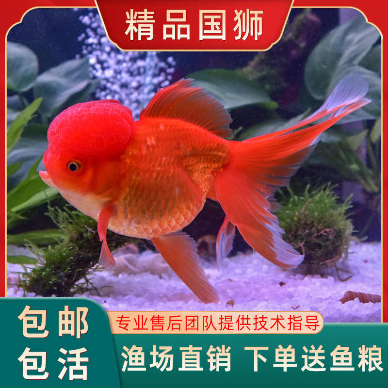 金鱼活鱼冷水观赏鱼狮子头金鱼锦鲤鱼金鱼苗活体淡水小型鱼