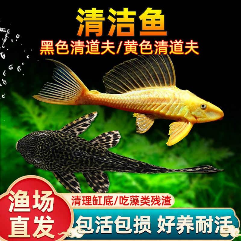 冷水清道夫清洁鱼除藻去便好养耐活观赏鱼工具鱼包活包损活体成鱼