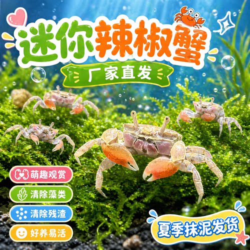 迷你辣椒蟹水族爬宠微景观淡水观赏蟹可深水鱼缸除藻清洁工易养活