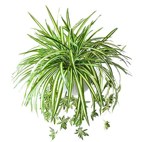 1pc Artificial Plants Hanging Chlorophytum Plastic Fake Plan