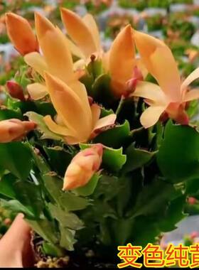 新品重瓣大花黄金蟹爪兰带花苞室内阳台花卉绿植多色季开花