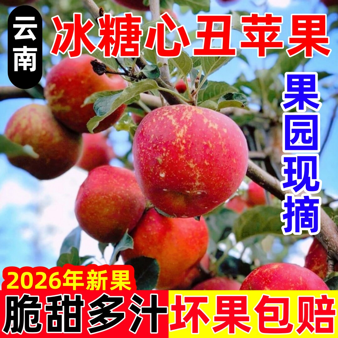 云南昭通高山冰糖心红富士苹果
