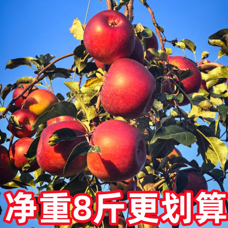【净重8斤更划算】云南昭通市高山高原丑苹果新鲜采摘应季水果
