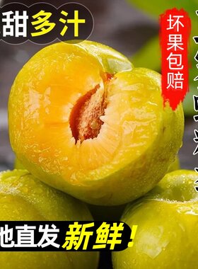 贵州六马蜂糖李现摘脆甜多汁