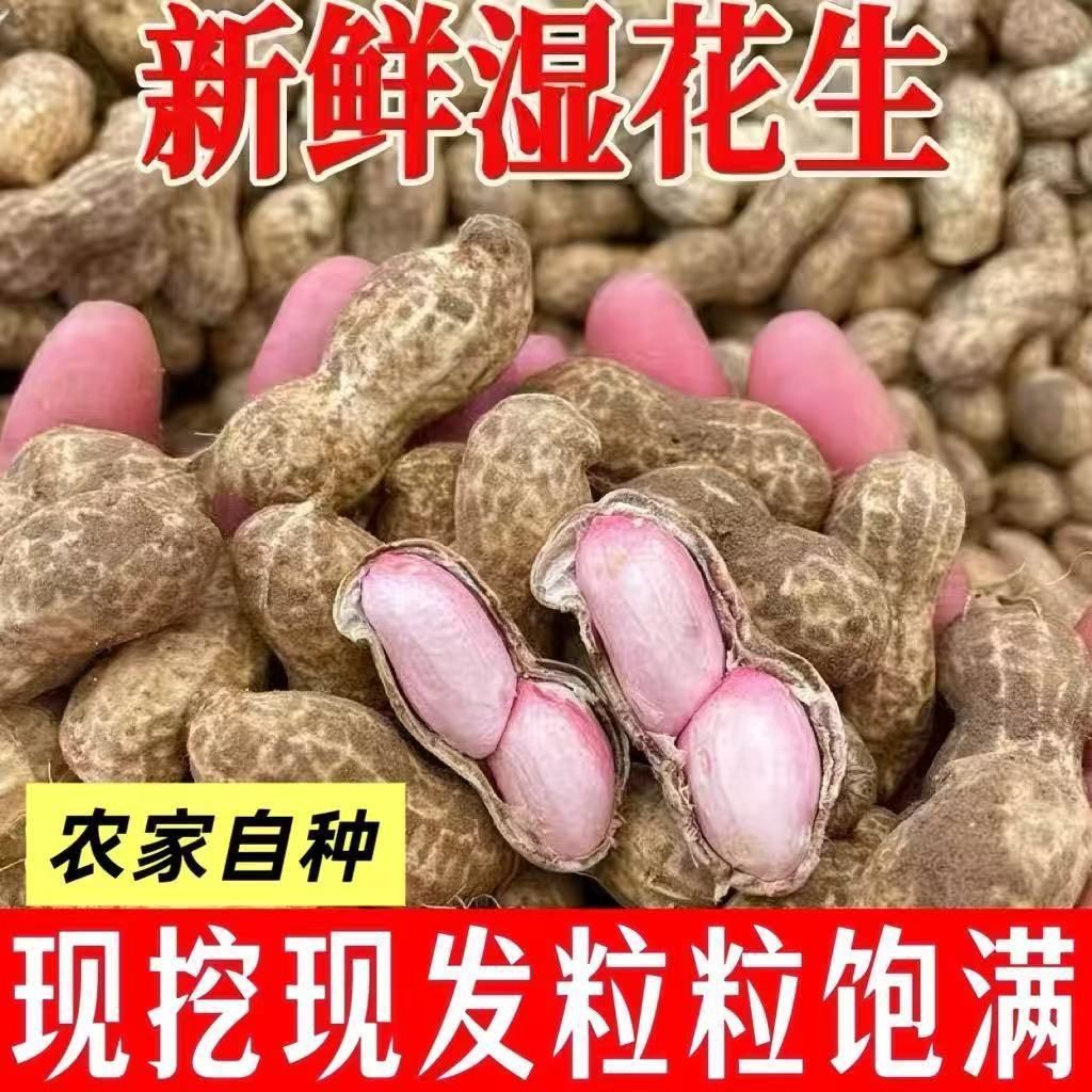 2026现挖现发新鲜花生带壳湿花生农家自种新鲜泥巴湿花生水煮花生