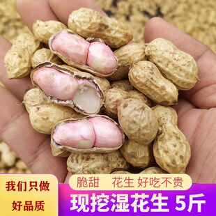 2026年现挖湿花生新鲜花生带壳带泥粉皮红皮花生可水煮新鲜湿花生