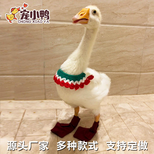 宠物鸭鞋子脚套柯尔鸭鹅鸡通用靴子四季透气防滑保暖防脏鞋保护脚
