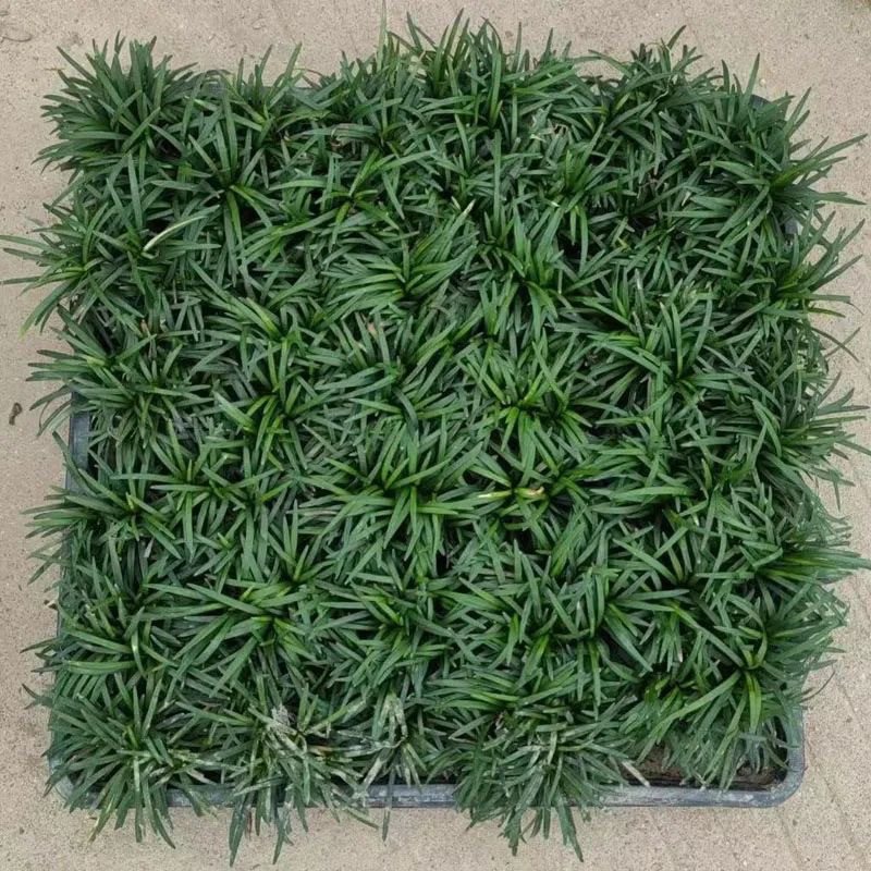 矮麦冬庭院玉龙草绿化四季常青方盘绿植盆栽喜温耐寒超矮地被植物