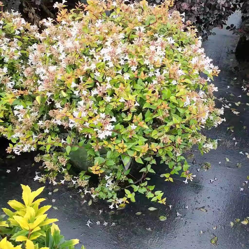 盆栽新款地栽灌木金叶大花六道木锦叶庭院阳台观叶覌花植物带花