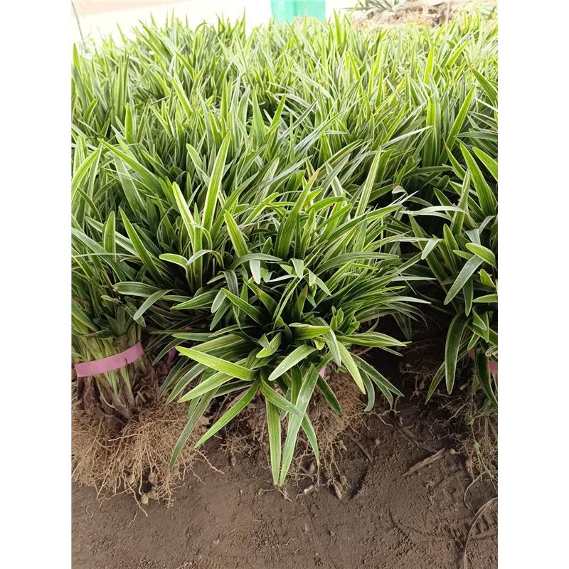 麦冬草 玉龙草苗植物正宗细叶金边日本矮麦冬草植物日本矮麦冬苗图片