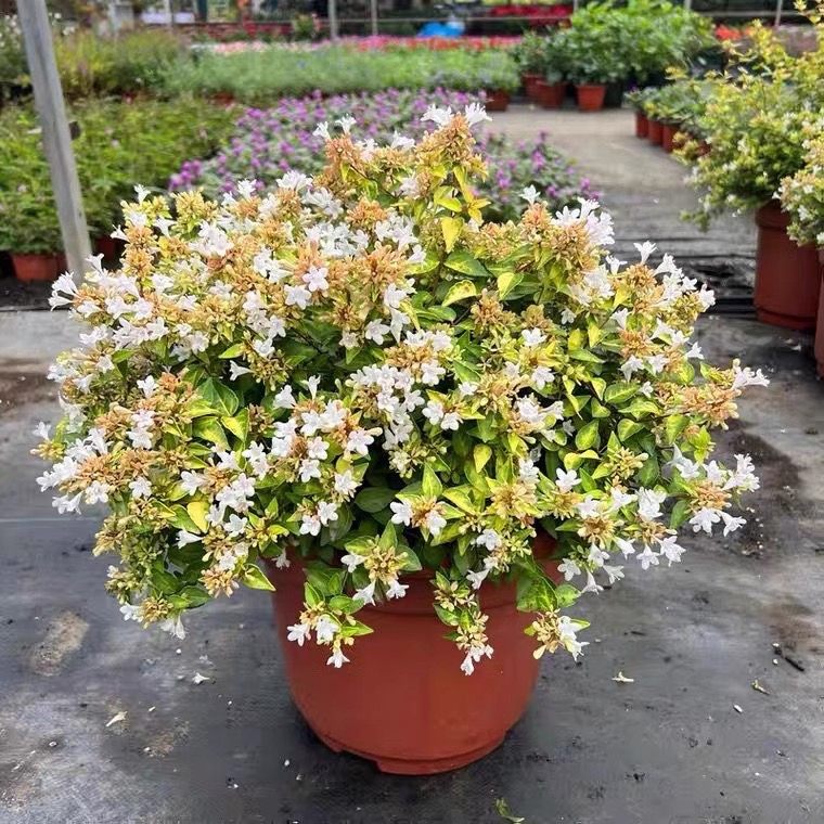 金叶大花六道木庭院客厅耐寒观花植物盆栽新款地栽多年生常绿灌木