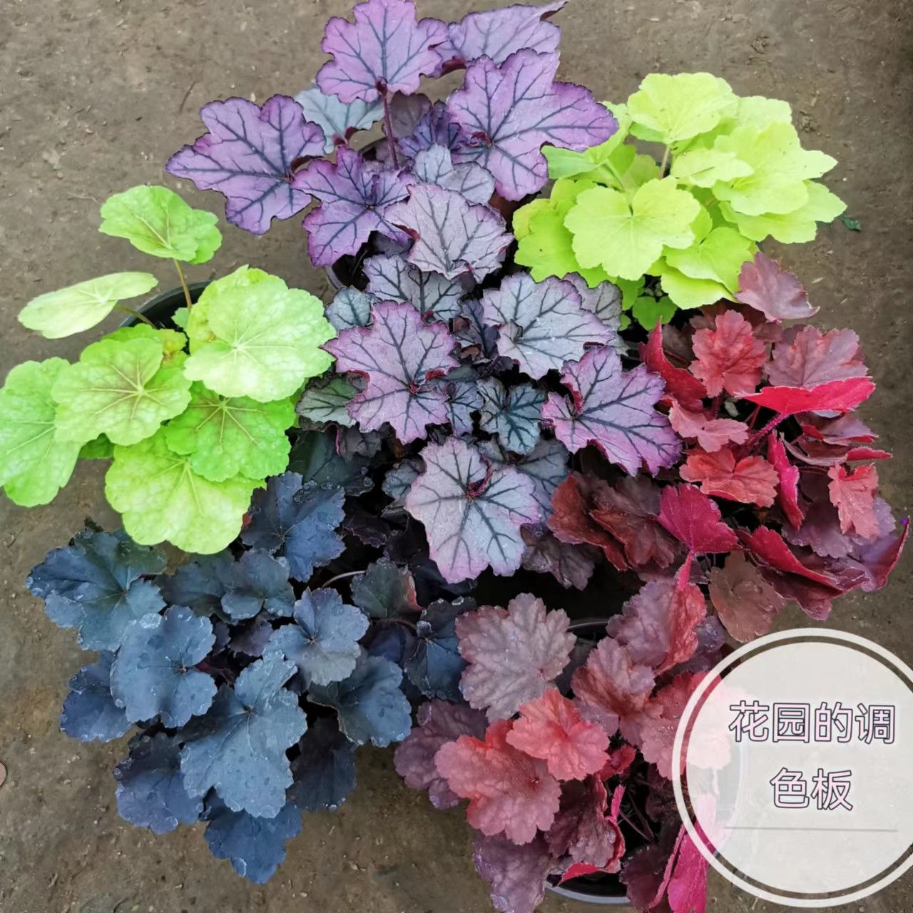 矾根盆栽多彩花卉四季观叶肾形草庭院花园彩叶点缀花镜植物耐寒