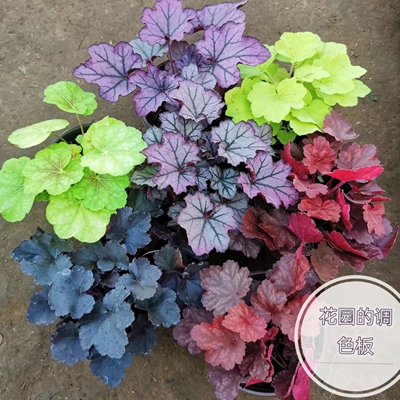 矾根盆栽多彩花卉四季观叶肾形草庭院花园彩叶点缀花镜植物耐寒