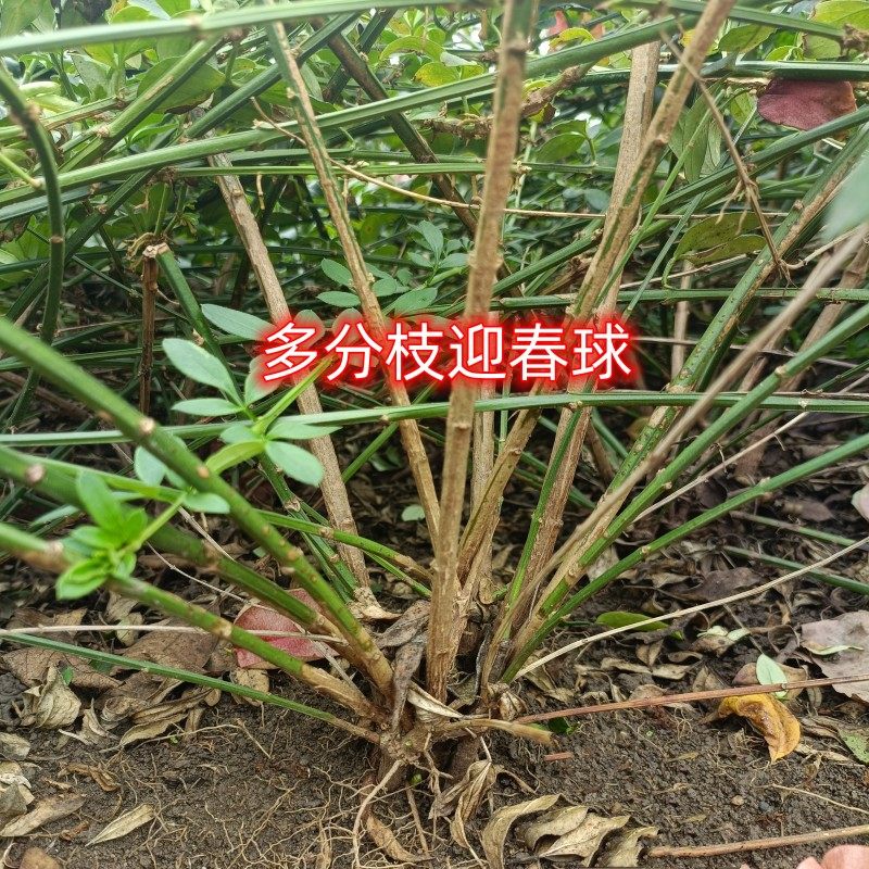 迎春花树苗连翘花树丛生多分支花