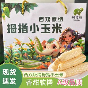 西双版 手指包谷云南特产 纳拇指小玉米棒香甜软糯包谷即食真空袋装
