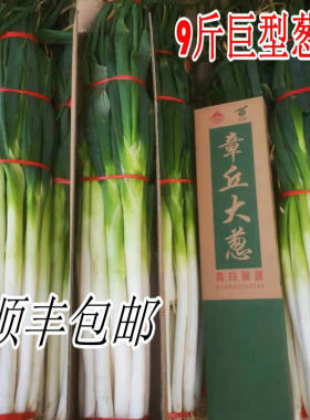 山东蔬菜新鲜大葱特产章丘大葱