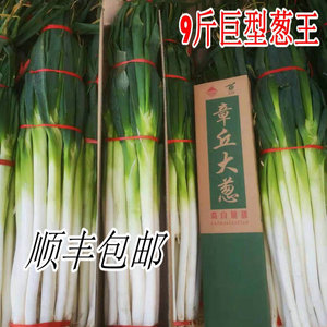 正宗章丘大葱礼盒顺丰上门非铁杆