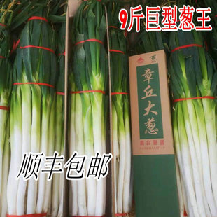 顺丰山东章丘大葱精选特产高白脆甜生吃沙拉新鲜蔬菜葱花礼盒包邮