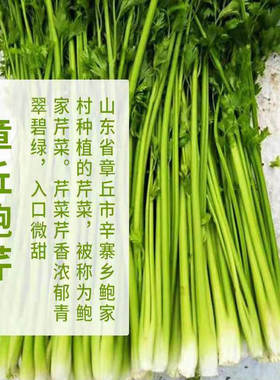 章丘鲍芹正宗山东特产泉水灌溉 春天青菜精选榨汁水果芹菜