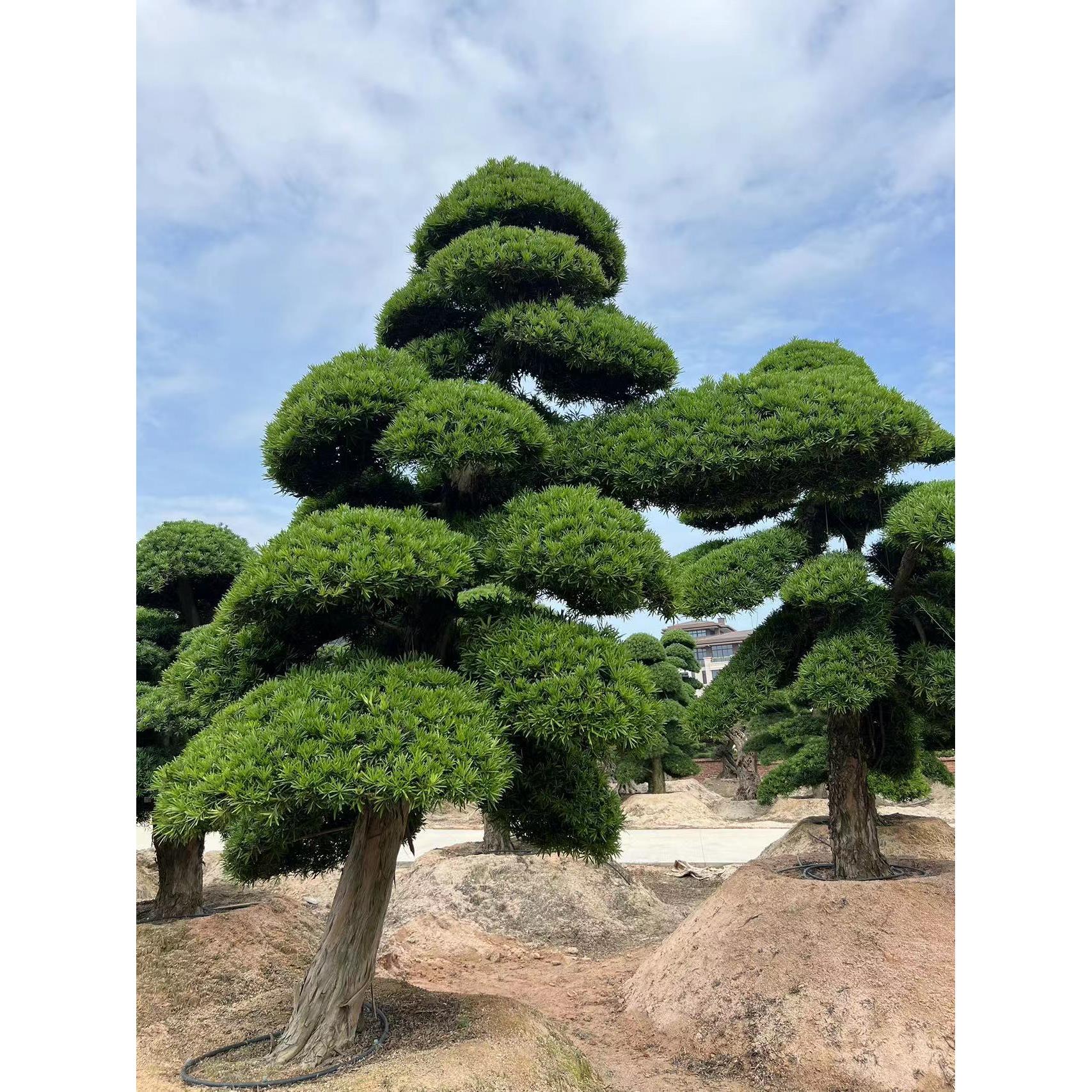 罗汉松庭院造型树盆景迎客松黑松造型树别墅大型日本罗汉松绿树苗