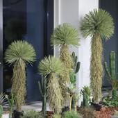 彷真稻草人绿植盆栽室内热带沙漠假树景观造景龙血树大型植物摆件