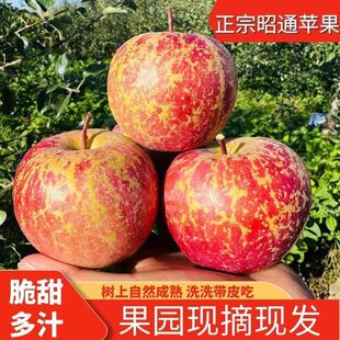 昭通大凉山苹果脆甜多汁苹果新鲜皮薄肉厚丑苹果冰糖心孕妇水果