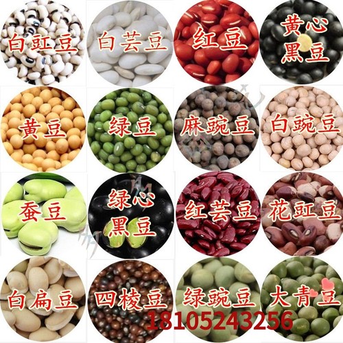 四棱豆种子价格 四棱豆种子图片 星期三