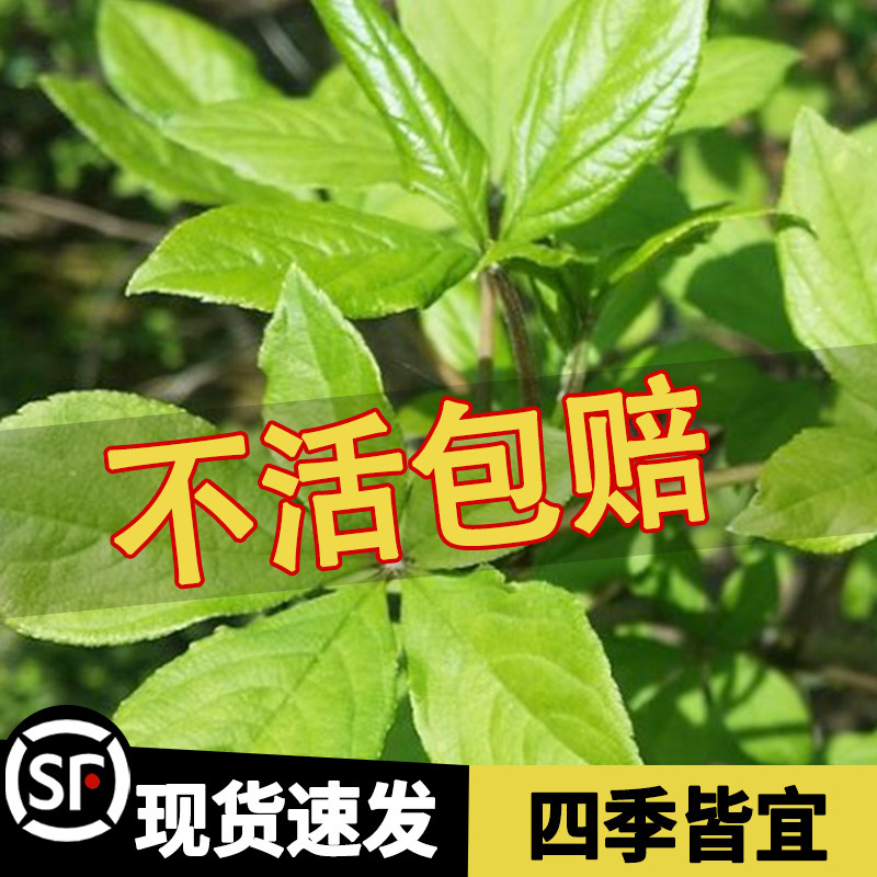 刺五加种子野生恩平簕菜苦刺心三叶五加苦甘菜榄树菜白簕花野菜籽