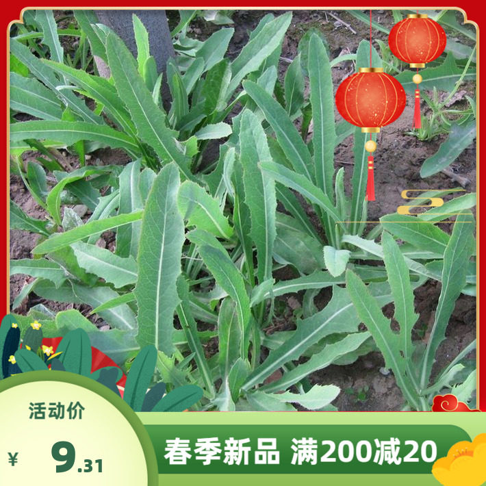 黄花败酱草种子南败酱草苦益菜种籽 苣蕒菜苦菜子苦菜苦麻菜种子