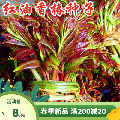 香椿树种子椿芽红油香椿种子当年新采香椿种子红油椿菜种子麦芽菜