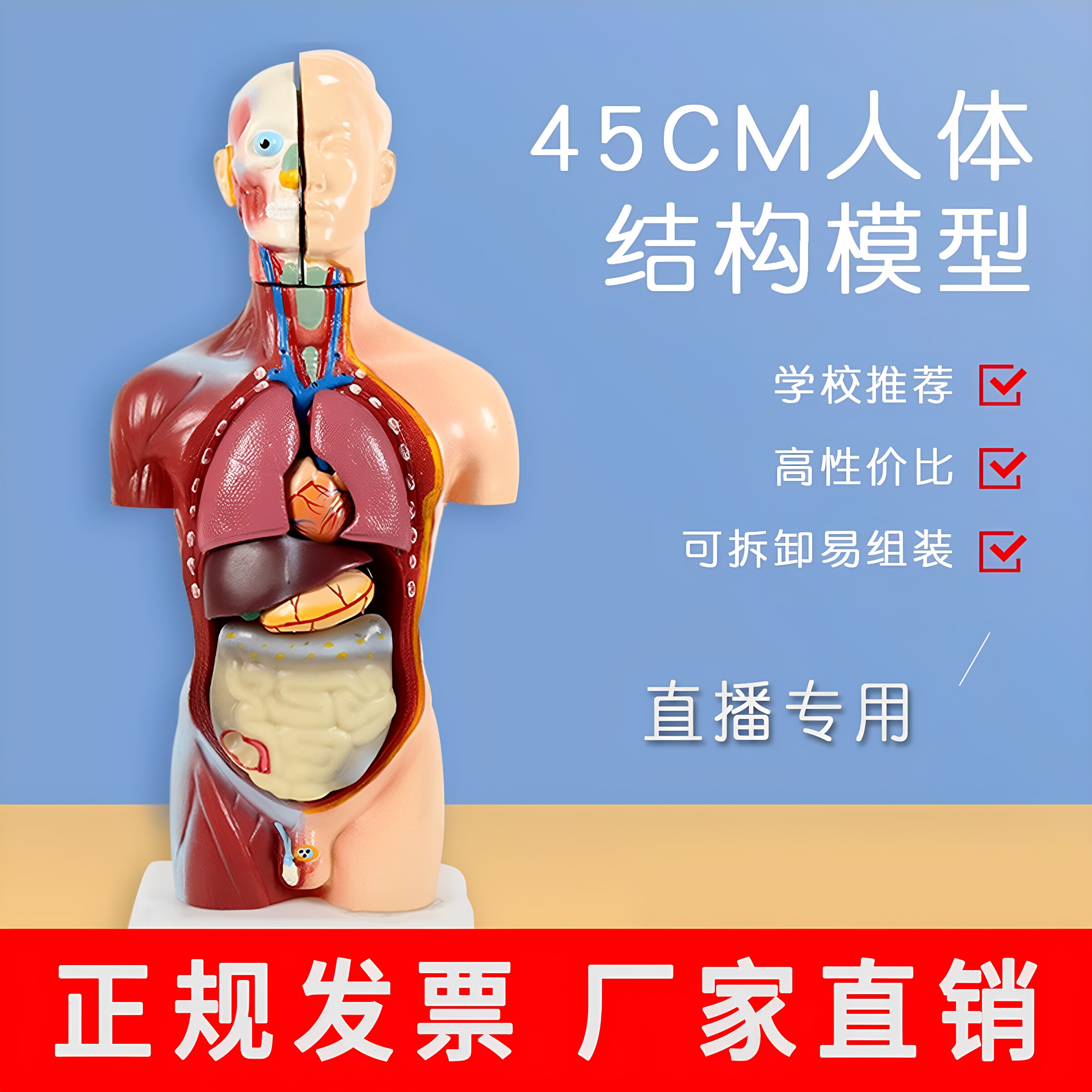 儿童版可拆卸身体内脏解剖模型图片